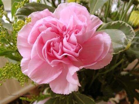 Pink Carnation - Pink (Color) Photo (34691891) - Fanpop