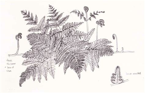 Illustrating Bracken and Ferns - Lizzie Harper