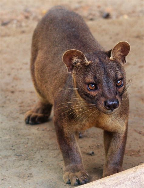 The Creature Feature: 10 Fun Facts About the Fossa | WIRED