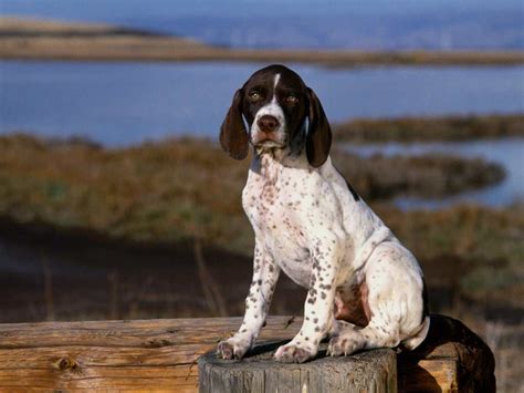 White Pointer Dog | Cute Pointer Puppy Dog Wallpaper | Dog Wallpaper ...