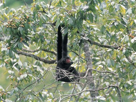 Black Spider Monkey | Spider Monkey | Species | WWF