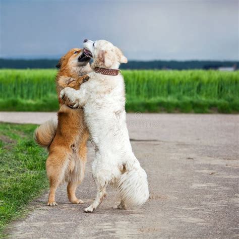 Two hugging dogs stock image. Image of funny, golden - 31260677