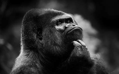 Thoughtful Gorilla HD Wallpaper