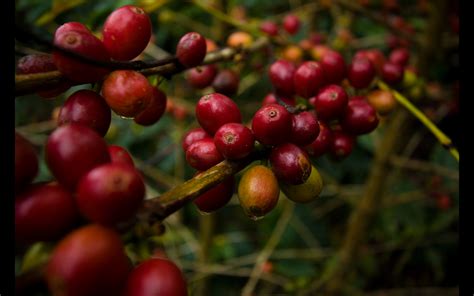 Guatemalan Coffee: GUATEMALAN COFFEE REGIONS PROFILE NO. 5: FRAIJANES