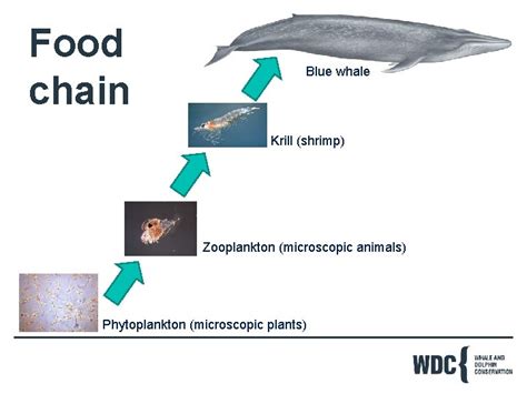 Food Chains Whales Dolphins and Porpoises This map