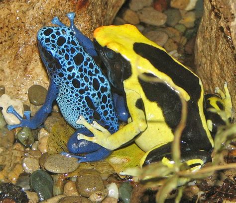 Poison Dart Frog Color and Protection | Ask A Biologist