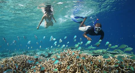 10 Fish You’ll See While Snorkeling in the Maldives - linaratravel