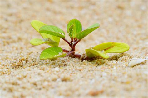 Plants growing in the sand on the beach, small bushes on the sand ...