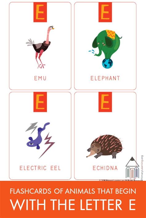 Flashcards Of Animals That Begin With The Letter E | Flashcards ...