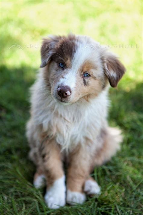 Our Red Merle Australian Shepherd puppy :) | Cute puppies, Red merle ...