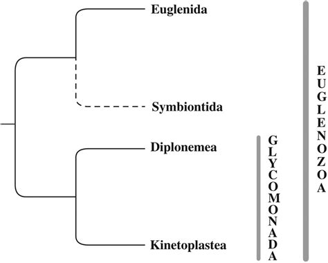 Euglenozoa. A consensus tree based on multiple phylogenetic ...