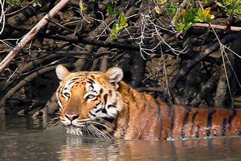 Sundarban Tiger Reserve Set to Reopen Its Gates to Tourists as COVID-19 ...