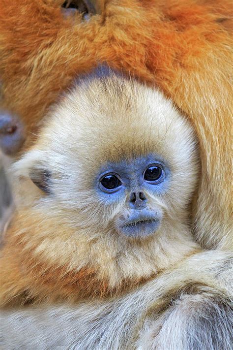 Golden Snub-nosed Monkey With Baby, Shaanxi Province, China Photograph ...