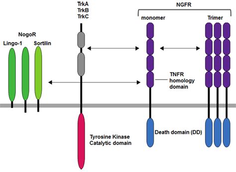 NGFR (nerve growth factor receptor)