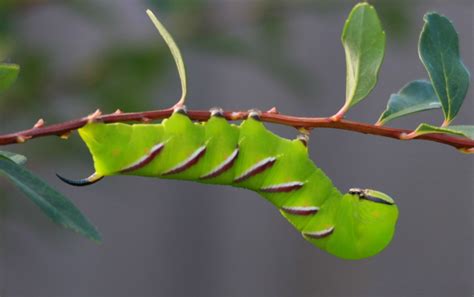 Valleybirding : Privet Hawk moth Caterpillar