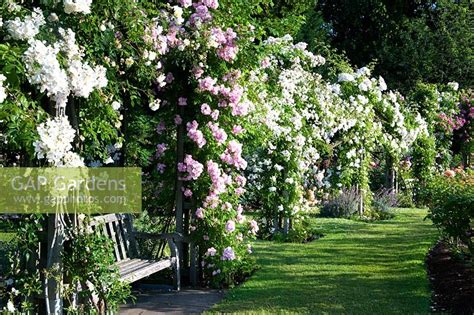 Queen Mary's Rose ga... stock photo by Marcus Harpur, Image: 0425090