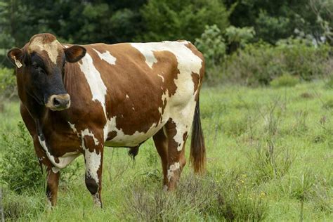 Ayrshire Cattle Breeders Society - ACBS