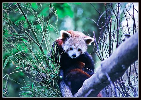 Dublin ZOO | Dublin zoo, Cute animals, Animals