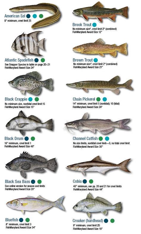 Fish Identification | eRegulations