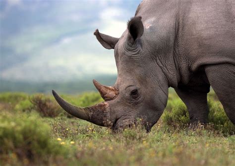 Botswana Evacuates Its Population of Endangered Black Rhinos