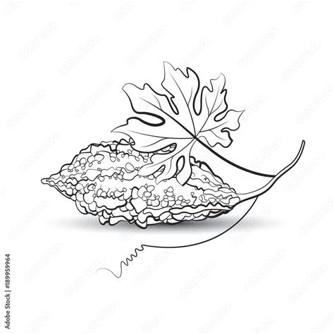 black outline bitter guard or bitter melon with leaf vector drawing ...