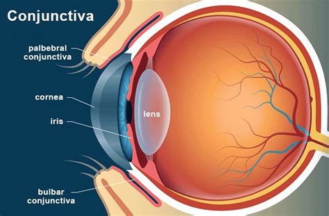 Conjunctiva Diagram