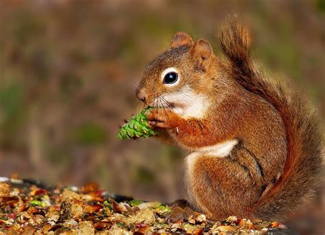 Red Squirrel by Michael Parrish Photography