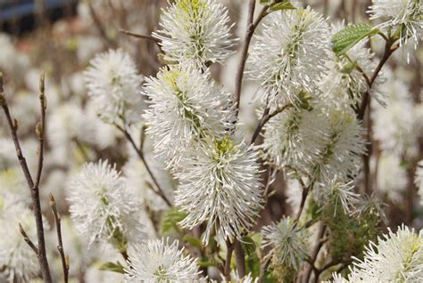 Fothergilla major 'Mt. Airy' – Nurseries Caroliniana