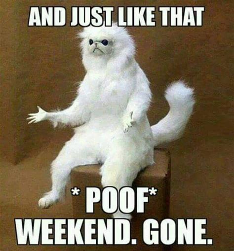 Monday-memes-stuffed-white-cat-poof-weekend-gone - Comics And Memes