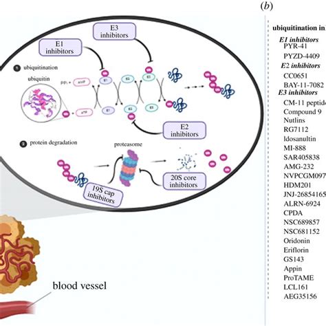 (a) Ubiquitin-proteasome system inhibitors. (b) List of the inhibitors ...