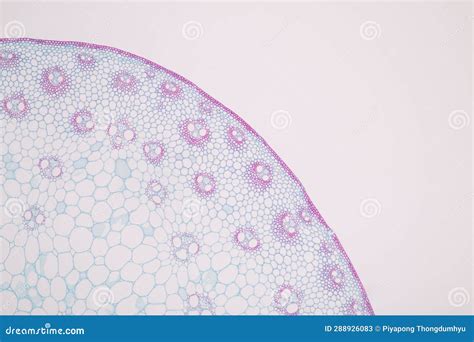 Plant Tissues Under the Microscope in the Laboratory. Stock Image ...