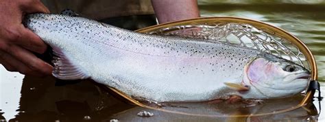 Habitat preferences and movements of non-native rainbow trout – Fish ...