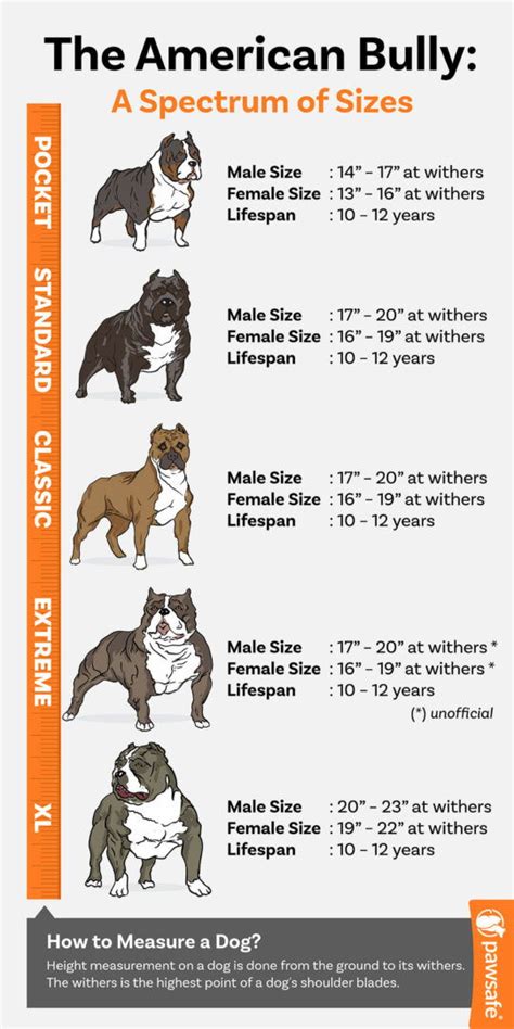 American Pocket Bully: Temperament, Appearance, & Care – PawSafe