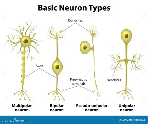 Types Of A Multipolar Neurons Royalty-Free Stock Photo | CartoonDealer ...