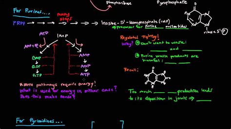 Purine Vs Pyrimidine Bases