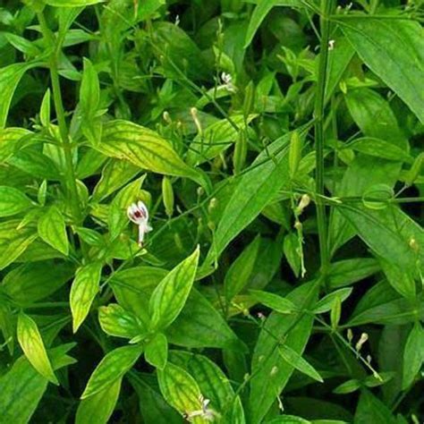 Andrographis paniculata plant | Exporters, Manufacturers, Suppliers in ...