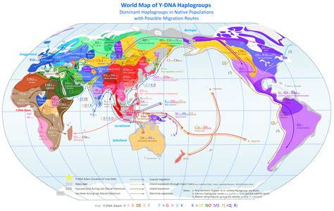 File:World Map of Y-DNA Haplogroups.png - Wikimedia Commons