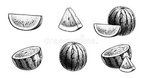 Hand Drawn Sketch Style Watermelons and Watermelon Slices. Vintage ...