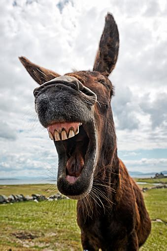 Donkey Pictures, Images and Stock Photos - iStock