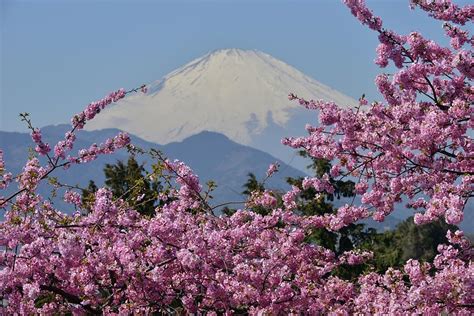 Mount Fuji Cherry Blossom