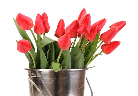 Premium Photo | Beautiful tulips in bucket isolated on white