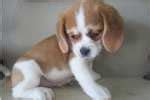 Beaglier Puppies for Sale from Reputable Dog Breeders