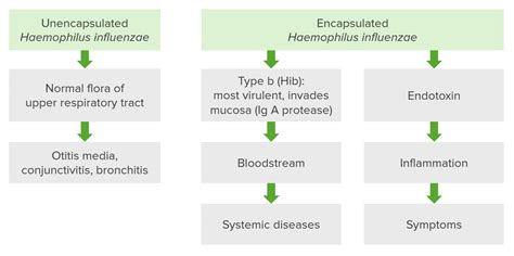 Haemophilus | Concise Medical Knowledge