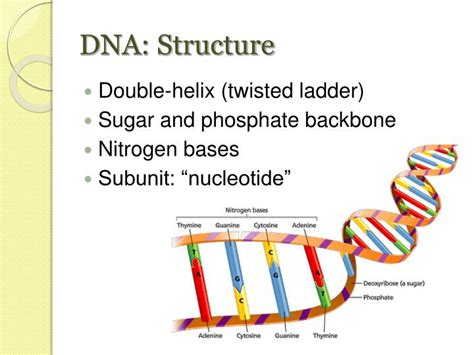 PPT - Strawberry DNA Extraction PowerPoint Presentation - ID:524226