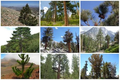 15 Types of Pine Trees in California (Southern & Northern)