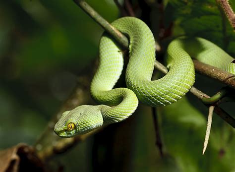 What Are Cold-Blooded Animals? - WorldAtlas