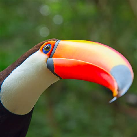 Toco Toucan | Rainforest Animals