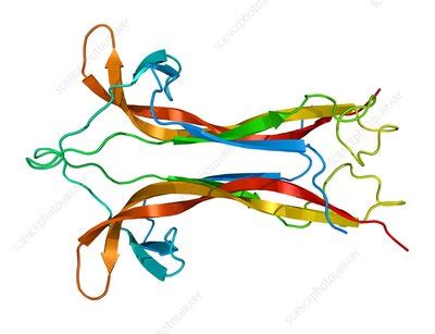 Nerve growth factor, molecular model - Stock Image - C001/1623 ...