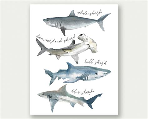 Shark Posters For Kids