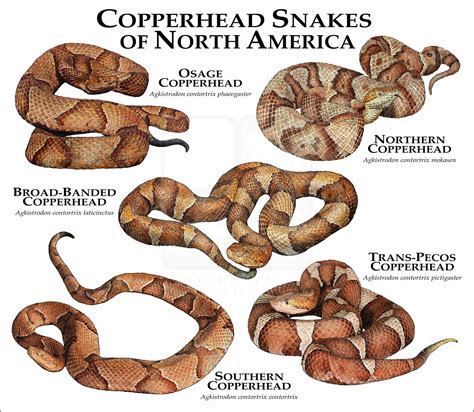 Copperhead Snake